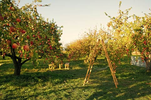 Fruits Garden